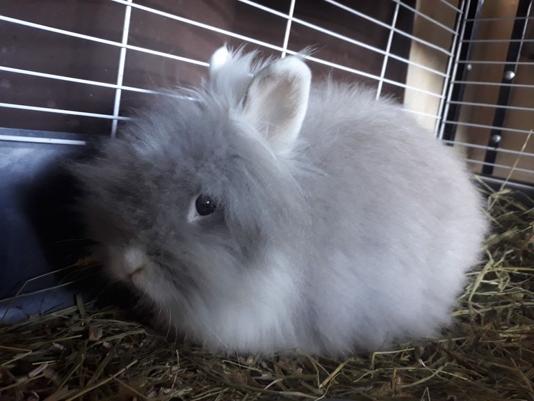 teddy nain angora