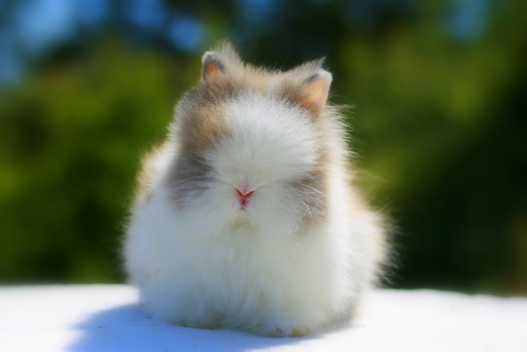 teddy nain angora